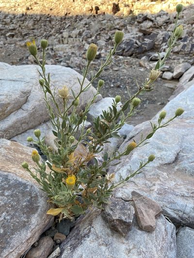 Pegolettia oxyodonta, photographed by Matt Berger