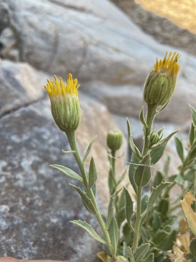 Pegolettia oxyodonta, photographed by Matt Berger