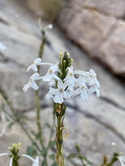 Chascanum garipense, photographed by Matt Berger