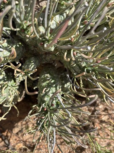 Euphorbia filiflora, photographed by Matt Berger