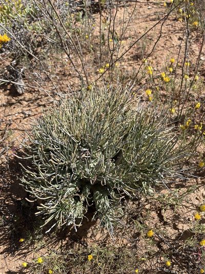 Euphorbia filiflora, photographed by Matt Berger