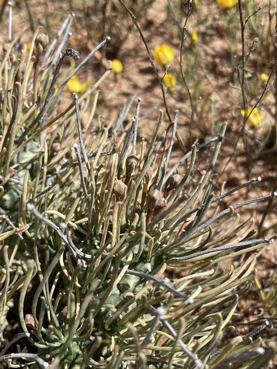 Euphorbia filiflora, photographed by Matt Berger