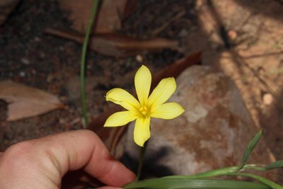 Moraea pyrophila, photographed by Brian du Preez