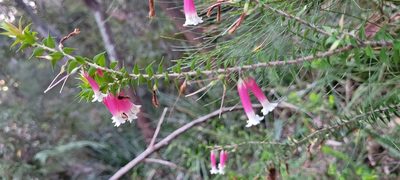 Epacris longiflora, photographed by Eamonn Culhane