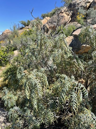 Melianthus pectinatus, photographed by Matt Berger