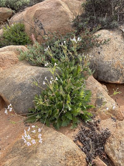 Pelargonium pulchellum, photographed by Matt Berger