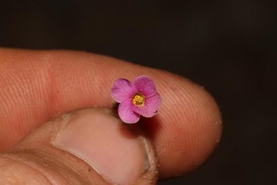 Oxalis engleriana, photographed by Brian du Preez