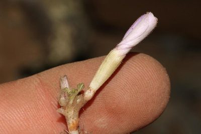 Oxalis fibrosa, photographed by Brian du Preez