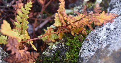 Woodsia ilvensis, photographed by Pierre Cartier