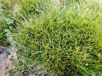 Eleocharis acicularis, photographed by Vladimír Fuka