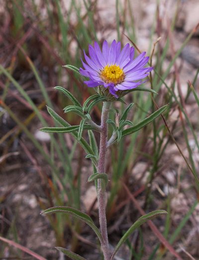 Townsendia texensis, photographed by Mike Duran