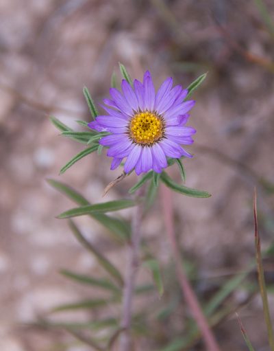 Townsendia texensis, photographed by Mike Duran