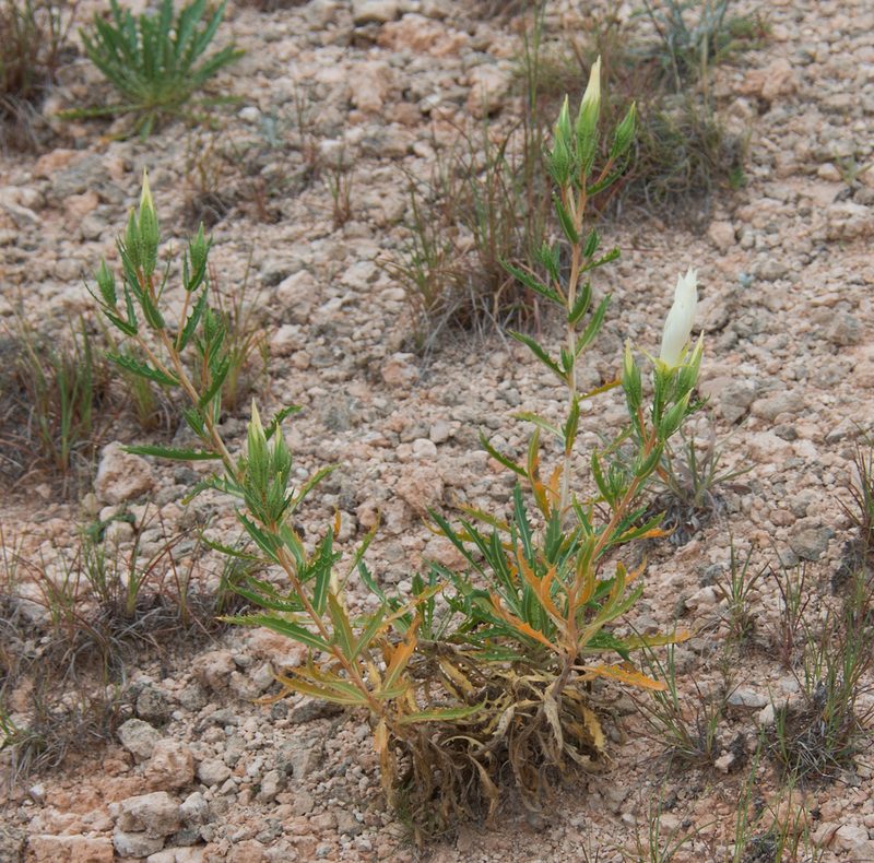 Mentzelia decapetala, photographed by Mike Duran