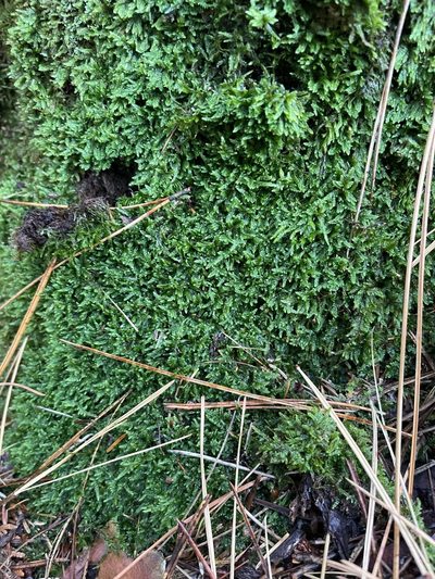 Brotherella recurvans, photographed by Brandon Corder