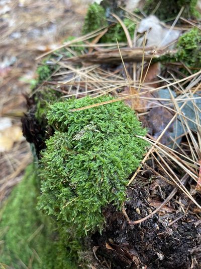 Brotherella recurvans, photographed by Brandon Corder