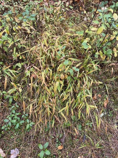Dichanthelium xanthophysum, photographed by Brandon Corder