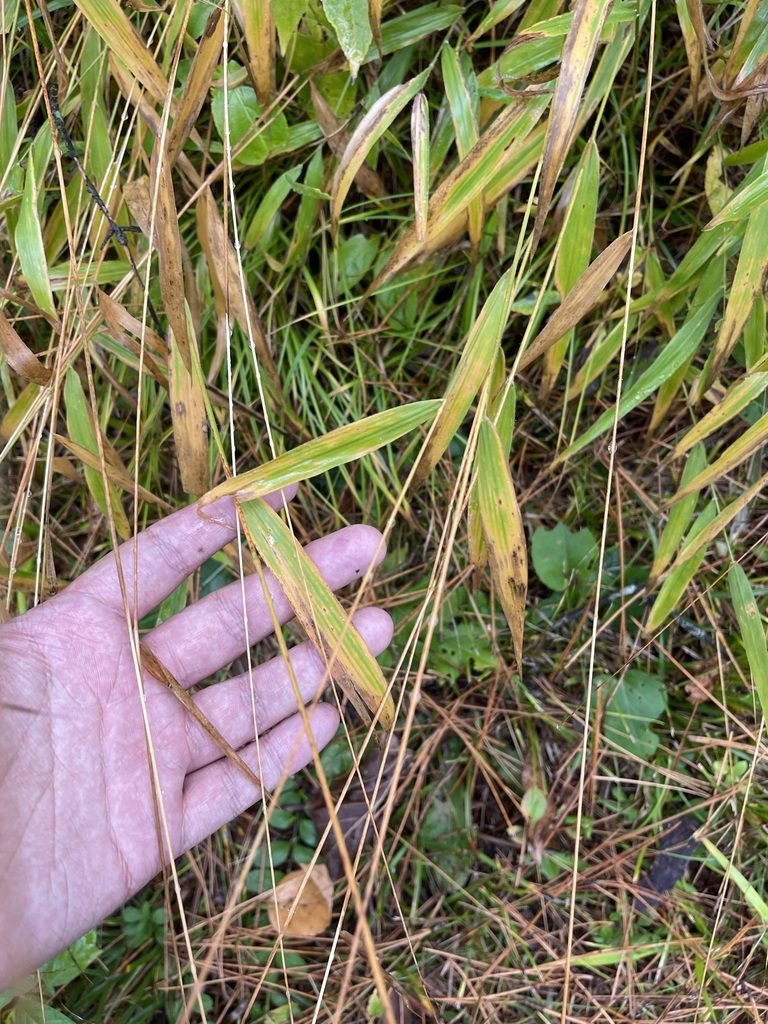 Dichanthelium xanthophysum, photographed by Brandon Corder