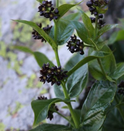 Vincetoxicum funebre, photographed by Юрий Данилевский (Yuriy Danilevsky)