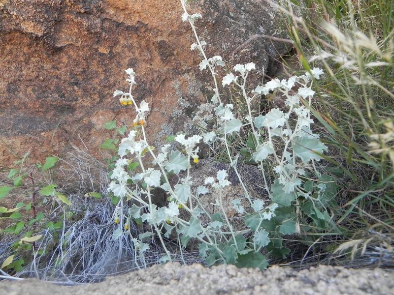 Hermannia minutiflora, photographed by Peter Warren