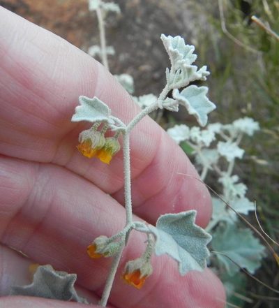 Hermannia minutiflora, photographed by Peter Warren