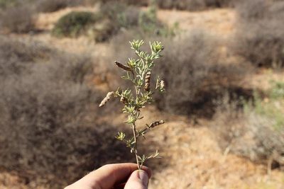 Polhillia obsoleta, photographed by Brian du Preez