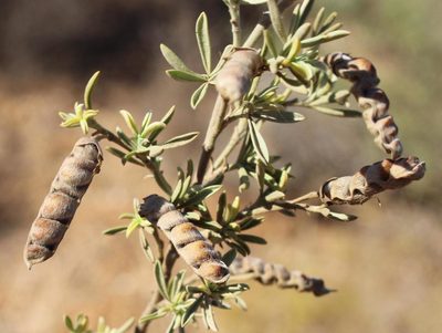 Polhillia obsoleta, photographed by Brian du Preez