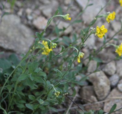 Alyssum trichostachyum, photographed by Юрий Данилевский (Yuriy Danilevsky)