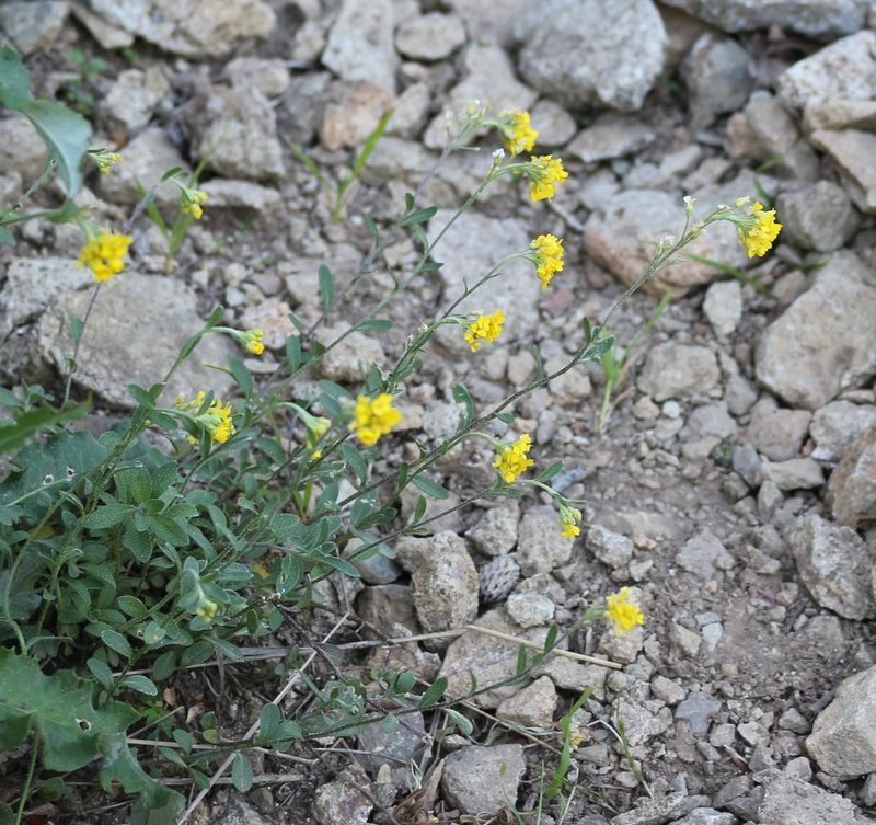 Alyssum trichostachyum, photographed by Юрий Данилевский (Yuriy Danilevsky)