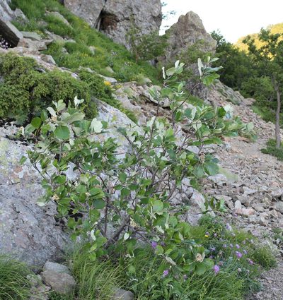 Aria umbellata, photographed by Юрий Данилевский (Yuriy Danilevsky)