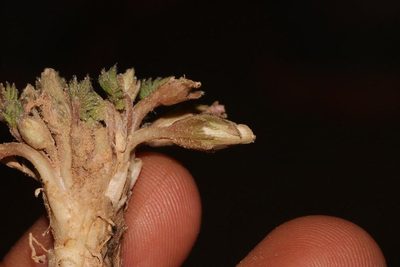 Oxalis palmifrons, photographed by Brian du Preez