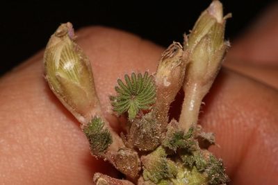 Oxalis palmifrons, photographed by Brian du Preez