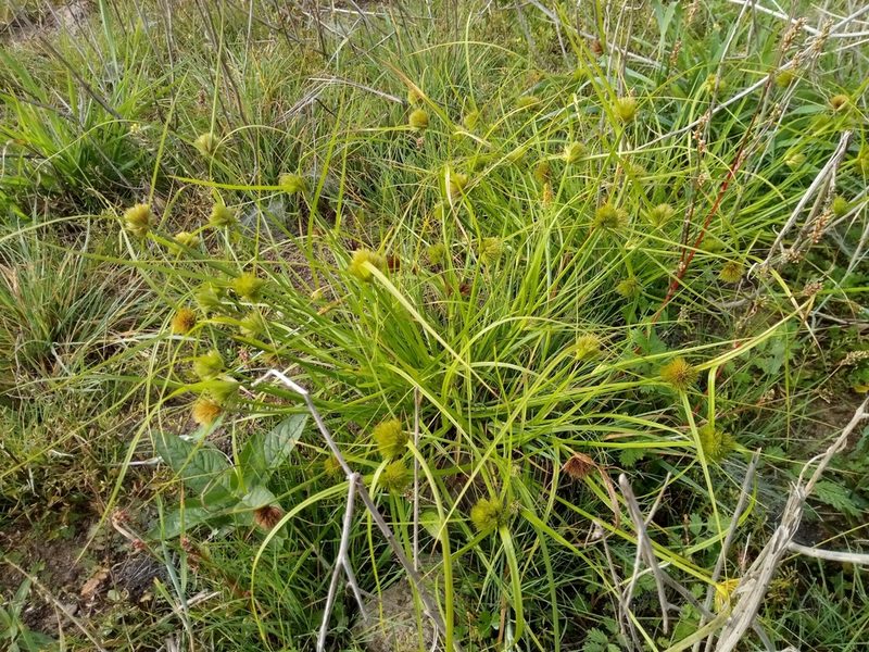 Carex bohemica, photographed by Vladimír Fuka