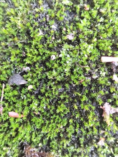 Vinealobryum nicholsonii, photographed by George Greiff