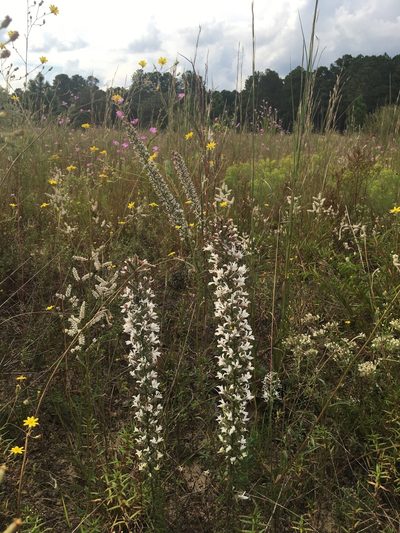 Liatris elegans, photographed by Jessica