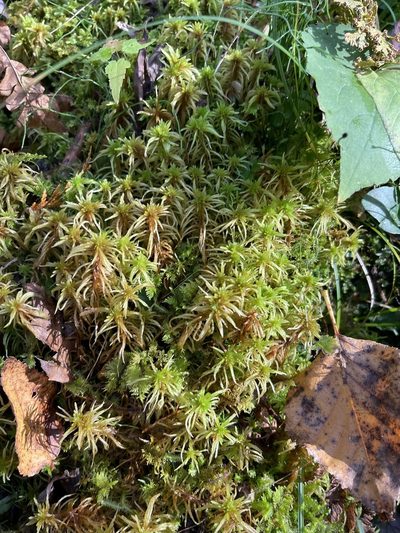 Sphagnum teres, photographed by Brandon Corder