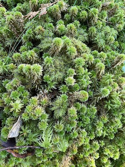 Sphagnum wulfianum, photographed by Brandon Corder