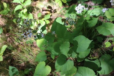 Eurybia macrophylla, photographed by Jacob Friend