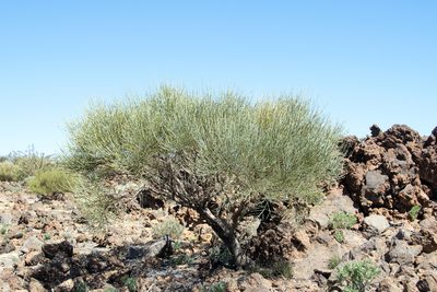 Cytisus supranubius, photographed by Paul Asman