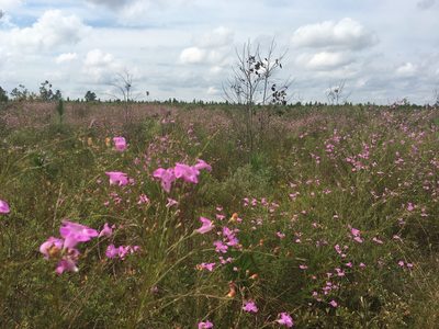 Agalinis fasciculata, photographed by Jessica