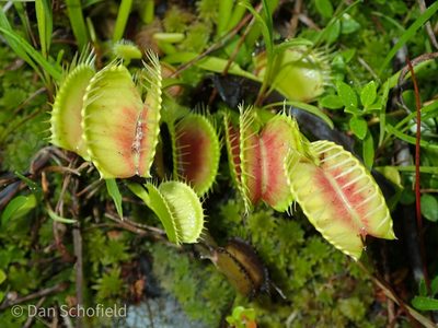 Dionaea muscipula, photographed by Dan Schofield