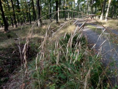 Bromus benekenii, photographed by Vladimír Fuka