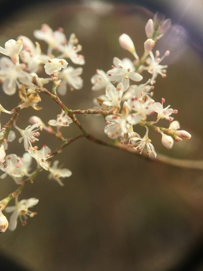 Polygonella americana, photographed by Jessica