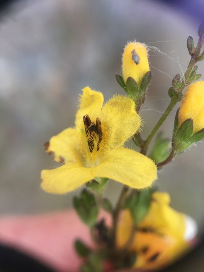 Seymeria pectinata, photographed by Jessica
