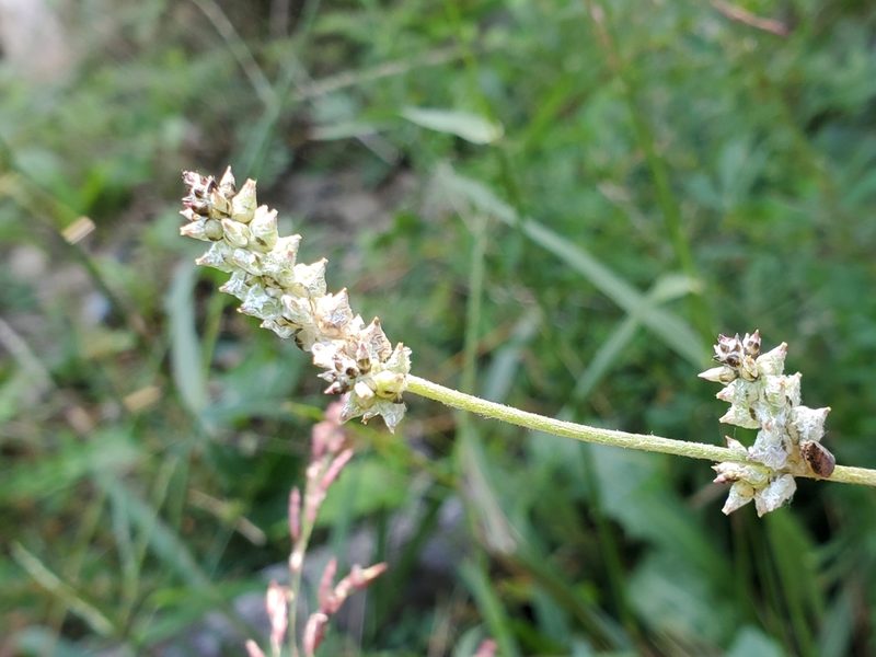 Froelichia gracilis, photographed by Tom Field