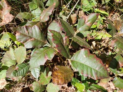 Toxicodendron pubescens, photographed by Tom Field