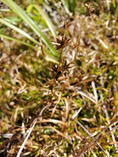Juncus repens, photographed by Tom Field
