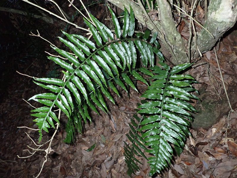 Asplenium wrightii, photographed by 呂一起(Lyu yi-chi)
