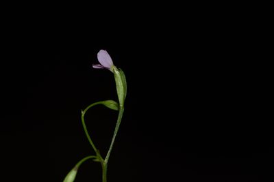 Canscora tetraptera, photographed by S.MORE