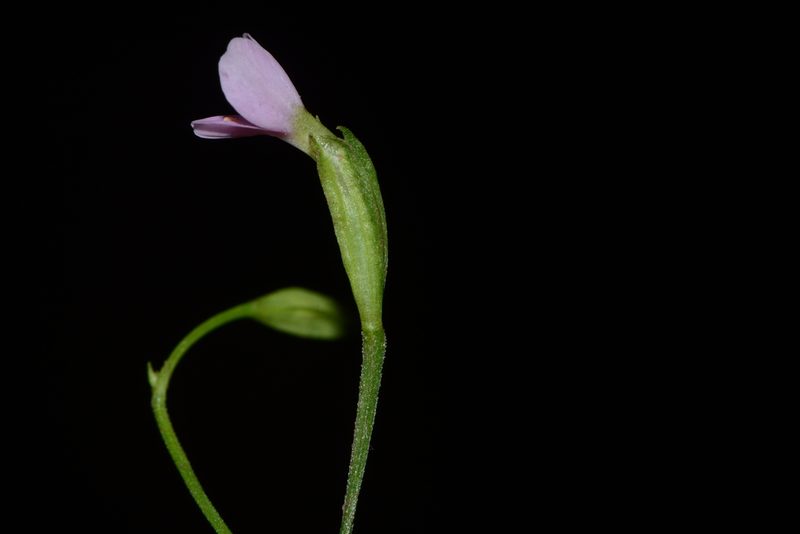 Canscora tetraptera, photographed by S.MORE