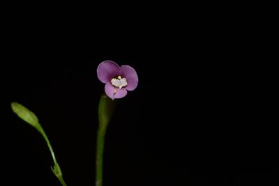 Canscora tetraptera, photographed by S.MORE